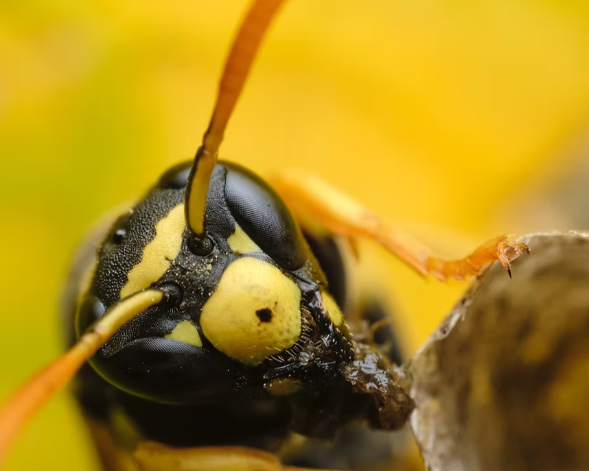 Darázsirtás Veszprém megye